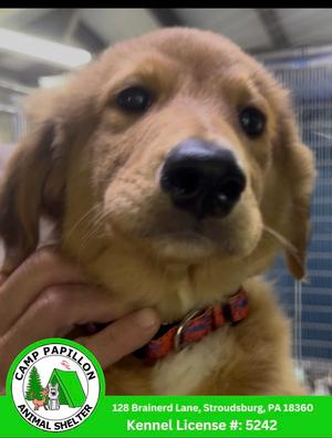 C-3PO, English Shepherd, puppy, available for adoption