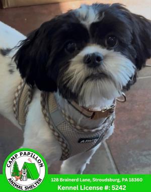 Cookie, Shih Tzu / Jack Russell Terrier, available for adoption