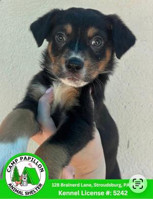 Doc, Australian Shepherd / Bernese Mountain Dog, puppy, available for adoption