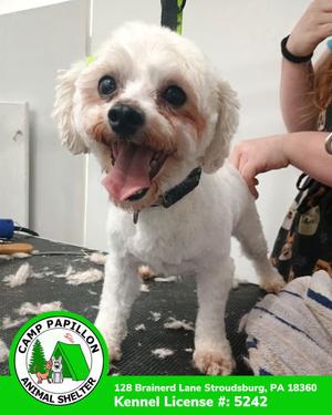 Phillus, Bichon Frise, young, available for adoption