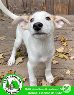 A white puppy with floppy ears standing on a wooden deck, surrounded by fallen leaves. The puppy has a black nose and expressive eyes, looking directly at the camera. In the bottom left corner, there is a logo for Camp Papillon Animal Shelter with the address 128 Brainerd Lane, Stroudsburg, PA and a kennel license number 5242.