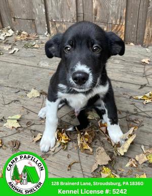 Miso, available for adoption