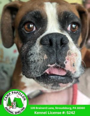 Paula, Boxer, available for adoption