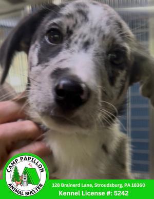 Freckles, Border Collie, puppy, available for adoption