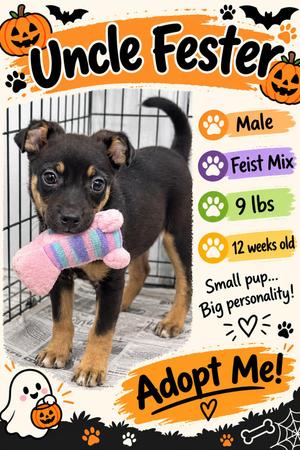 Uncle Fester, Mixed Breed, puppy, available for adoption