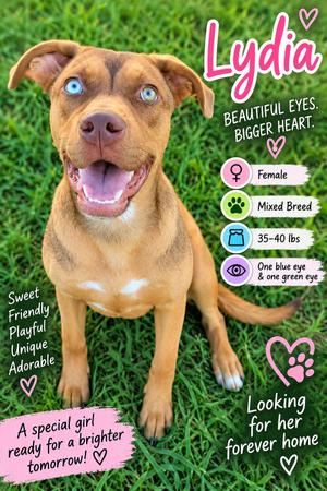 Lydia, Mixed Breed, young, available for adoption