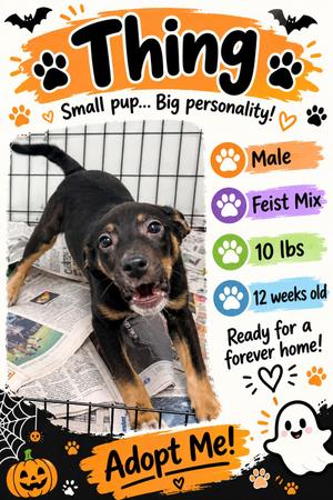 Thing, Mixed Breed, puppy, available for adoption