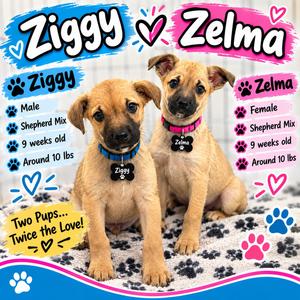 Ziggy, Mixed Breed, young, available for adoption