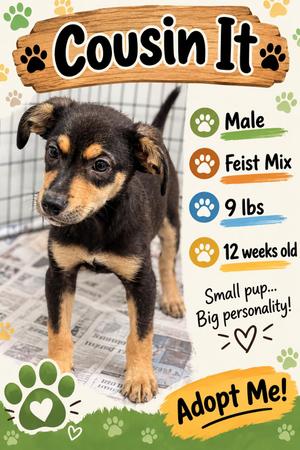 Cousin It, Mixed Breed, puppy, available for adoption