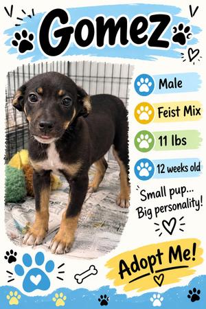 Gomez, Mixed Breed, puppy, available for adoption