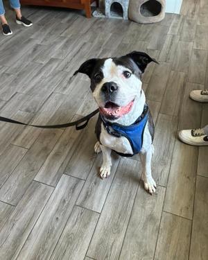A black and white dog wearing a blue harness, sitting on a wooden floor with a leash attached.