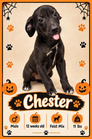 Chester, Mixed Breed, puppy, available for adoption