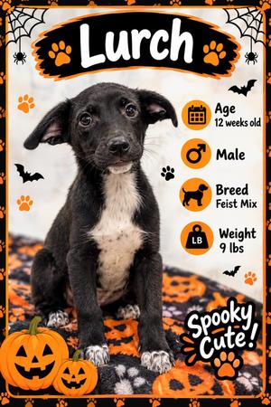 Lurch, Mixed Breed, puppy, available for adoption