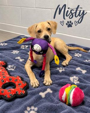 Misty, Mixed Breed, puppy, available for adoption