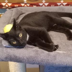 Everett, kitten, available for adoption