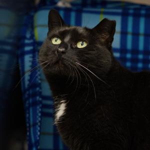 Sheeley, adult, available for adoption
