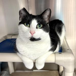 Oreo, young, available for adoption