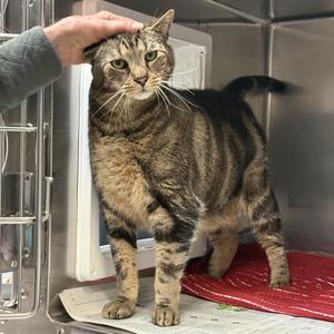 Karl, senior, available for adoption