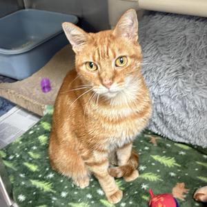 Zenzi, young, available for adoption