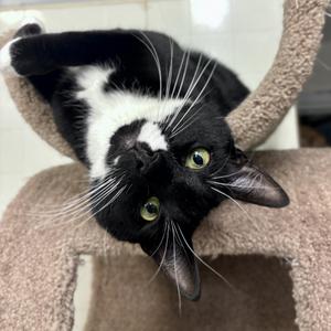 Oden, young, available for adoption