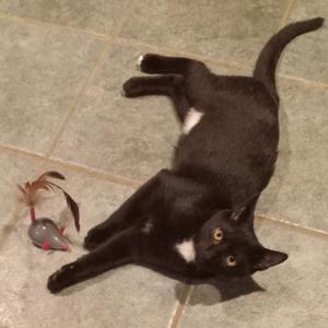 Emmett, kitten, available for adoption