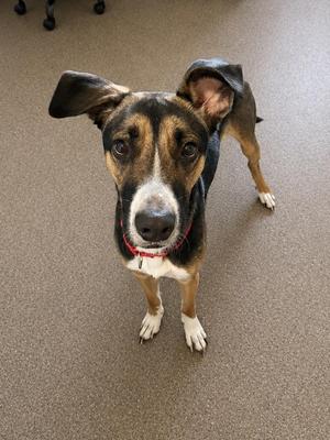 A brown and black dog with white paws and a red collar, standing on a carpeted floor.