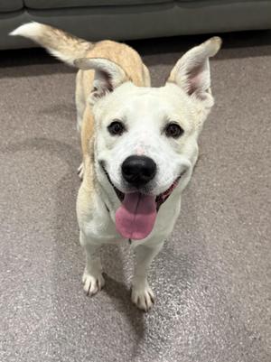 A white dog with a happy expression, its tongue out, standing on a carpeted floor.