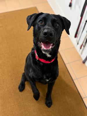 Luna- Currently Enrolled in Prison Training Program, Black Labrador Retriever, adult, available for adoption