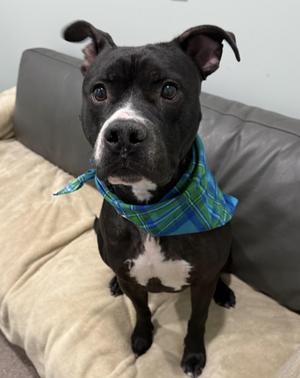 Benny, Pit Bull Terrier, adult, available for adoption