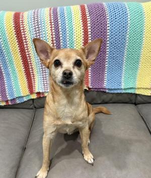 A small dog sitting on a gray couch in front of a colorful striped blanket.