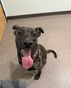 Annie- Prison Program Graduate, Mixed Breed, adult, available for adoption