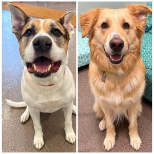 Baxter and Chance, Mixed Breed, young, available for adoption