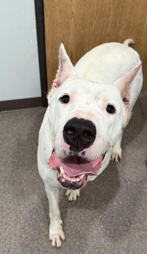 Kiwi- Currently enrolled in Prison Training Program, Dogo Argentino, adult, available for adoption