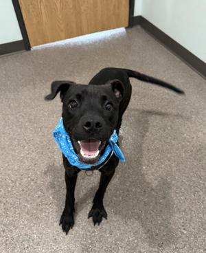 Grover- Currently Enrolled in Prison Training Program, Mixed Breed, puppy, available for adoption