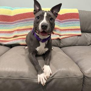 Willow- low riding pocket pit, Pit Bull Terrier, young, available for adoption