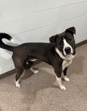 Koda- Prison Program Graduate, Siberian Husky, young, available for adoption