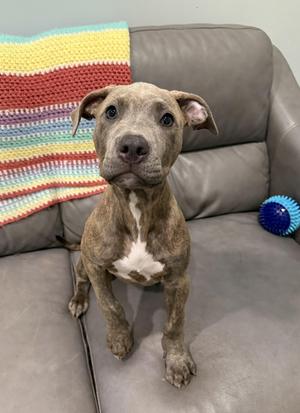 A brindle puppy sitting on a gray couch with a colorful knitted blanket and a blue toy ball.