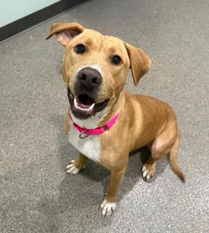 A light brown pit bull mix dog with floppy ears and a pink collar sits on a gray floor.