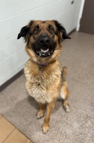 Nyx- Prison Program Graduate, Leonberger, adult, available for adoption