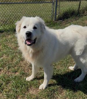 Mac, Great Pyrenees, adult, available for adoption