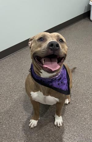 Morgan, Pit Bull Terrier, adult, available for adoption