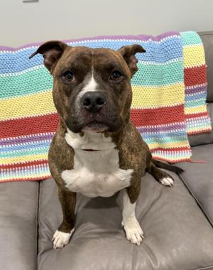 Diesel- Looks tough in pictures, very friendly, Pit Bull Terrier, adult, available for adoption
