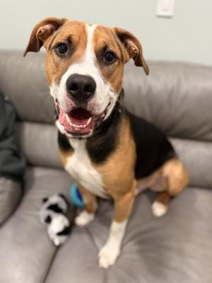 Rubble, Mixed Breed, adult, available for adoption