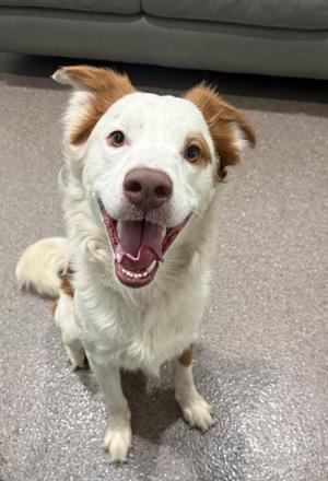 A happy dog with white fur and brown patches, sitting on a carpeted floor with its mouth open and tongue out, looking up at the camera.
