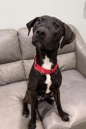 Myles-Currently Enrolled in Prison Training Program, Mixed Breed, young, available for adoption