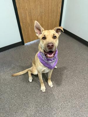 A happy dog wearing a purple bandana, sitting on a carpeted floor in a room with a wooden door in the background.