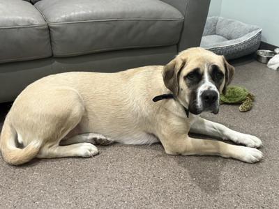 A large, light-colored dog with a black muzzle and ears is lying on a carpeted floor. The dog is wearing a black collar and appears to be resting. In the background, there is a gray couch and a pet bed. A green toy is visible near the dog.