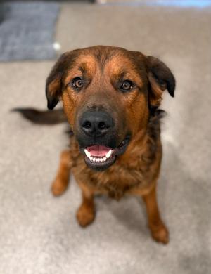 Tank, Mixed Breed, young, available for adoption