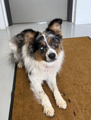 Obie, Australian Shepherd, adult, available for adoption