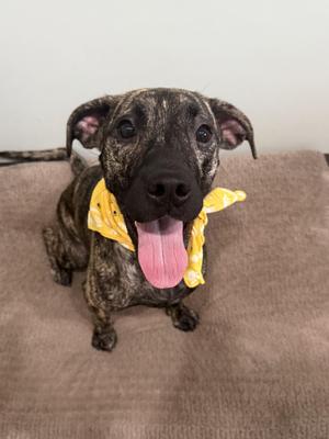 Daisy-Currently Enrolled in Prison Training Program, Mixed Breed, adult, available for adoption